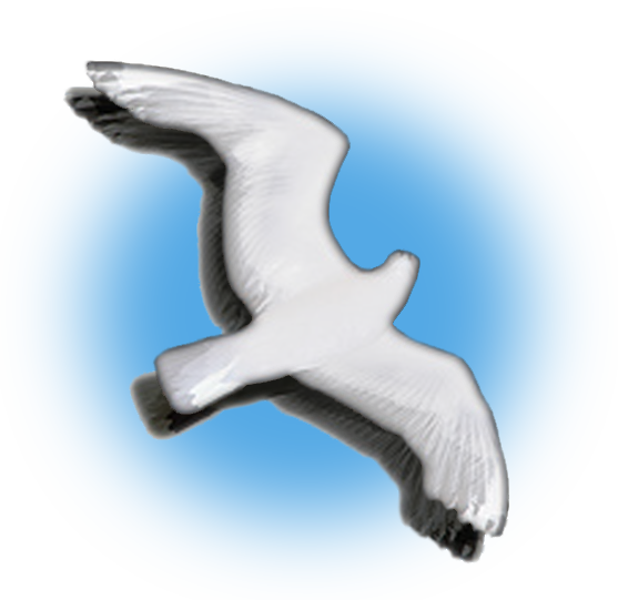 Seagull Designs